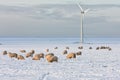 Dutch landscape with windturbine and sheep in snow covered meadow Royalty Free Stock Photo