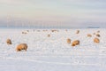 Dutch landscape with windturbine and sheep in snow covered meadow Royalty Free Stock Photo