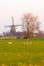 Dutch landscape in winter with mill and sheep Royalty Free Stock Photo