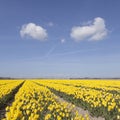 Dutch landscape with yellow tulips in flower field plus blue sky Royalty Free Stock Photo