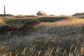 Dutch lighthouse Bornrif near Hollum in Ameland dunes Royalty Free Stock Photo