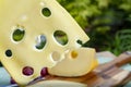 Dutch Maasdam hard cheese with holes, piece and sliced, served outdoor in green garden