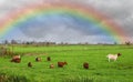 Dutch meadow agriculture rainbow landscape. Traditional water canals. Green grass pastures. Dutch breed sheep and goats grazing