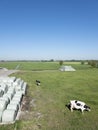 Dutch meadow landscape with cows and rolls in plastic grass under blue sky in spring Royalty Free Stock Photo