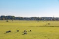 Dutch meadow landscape with cows in morning sun Royalty Free Stock Photo