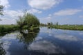 Dutch meadow panoramic landscape. Cobblestone road going through the pastures of green juicy grass. Dutch breed cows and sheep Royalty Free Stock Photo