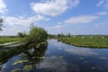 Dutch meadow panoramic landscape. Cobblestone road going through the pastures of green juicy grass. Dutch breed cows and sheep Royalty Free Stock Photo