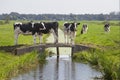 Dutch milk cows on a bridge in meadow Royalty Free Stock Photo