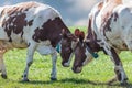 Dutch milk cows playing with each other in spring