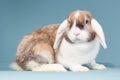 Dutch mini-lop in the studio Royalty Free Stock Photo