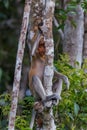 Dutch Monkey hiding behind tree (Kumai, Indonesia) Royalty Free Stock Photo