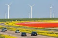 Dutch motorway near lelystad along colorful tulip fields and windturbines