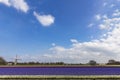 Dutch multi colors hyacinthe bullb farm