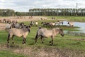 Dutch National Park Oostvaardersplassen with herd of konik horses