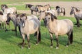 Dutch National Park Oostvaardersplassen with herd of konik horses