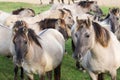 Dutch National Park Oostvaardersplassen with herd of konik horses Royalty Free Stock Photo