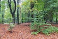 Dutch National Park Veluwe with trees in autumn