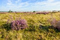 Dutch natural area of heathland in summertime Royalty Free Stock Photo