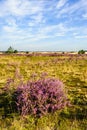 Dutch natural area of heathland in summertime Royalty Free Stock Photo