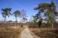 Natural heathland Strabrechtse Heide