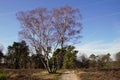 Natural heathland Strabrechtse Heide