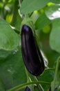Dutch organic greenhouse farm with rows of eggplants plants with ripe violet vegetables and purple flowers, agriculture in the