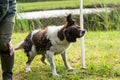 Dutch partridge dog, Drentse patrijs hond, shaking to get rid of water in his fur with water splashing in the sunlight