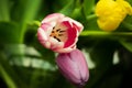 Dutch Pink Purple Yellow Tulips In Water With Green Leaves