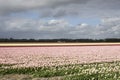 Dutch pink tulips
