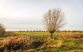 Dutch polder landscape with bare tree and gates Royalty Free Stock Photo