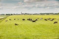 Dutch polder landscape with in the foreground dairy cows in pasture Royalty Free Stock Photo