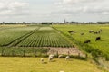 Dutch polder landscape with in the foreground dairy cows, sheep and potato fields Royalty Free Stock Photo