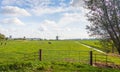 Dutch polder landscape with a grazing cows in the meadow Royalty Free Stock Photo