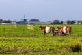 Dutch polder landscape with green meadow in which a herd of red-brown Lakenvelder cows Royalty Free Stock Photo