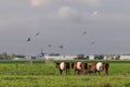 Dutch polder landscape with green meadow in which a herd of red-brown Lakenvelder cows Royalty Free Stock Photo