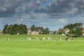 Dutch polder landscape with green meadows, grazing cows Royalty Free Stock Photo