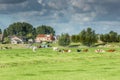 Dutch polder landscape with green meadows, grazing cows Royalty Free Stock Photo