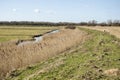 Dutch polder with dike and reeds