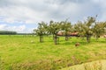 Dutch polder landscape with orchard and pastures