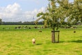 Dutch polder landscape with orchard and pastures with sheep and cows