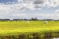Dutch polder landscape with freshly-cut grass silage in bales