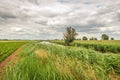 Dutch polder landscape on a stormy summer day with heavy clouds Royalty Free Stock Photo