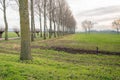 Dutch polder landscape with tall poplar trees and pollard willows along a country road Royalty Free Stock Photo