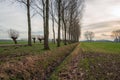 Dutch polder landscape with tall poplar trees and pollard willows along a country road Royalty Free Stock Photo