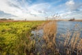 Dutch polder landscape on a windy day