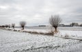 Typical Dutch winter landscape with a row of willow trees Royalty Free Stock Photo