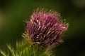 Dutch purple thistle in the evening with a blurry green background