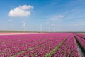 Dutch purple tulip field with windturbines Royalty Free Stock Photo