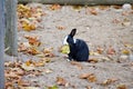 A Dutch rabbit eating an yellow autumn leaf Royalty Free Stock Photo