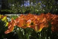 Dutch Red Flowers Royalty Free Stock Photo